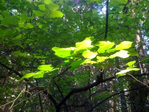 Events photo image of sunlight on leaves reaching up in the forest