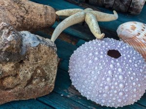 Contact photo tan starfish and purple sea urchin and rocks on tabletop