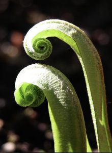 News image photo of two illuminated fiddlehead ferns unfurling