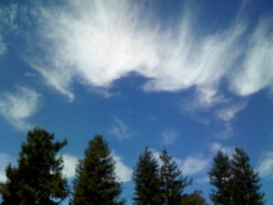 Treetops with clouds in the sky above it